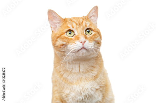 Beautiful, big ginger cat