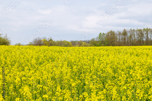 Landscape with yellow rapeseed field. Bright yellow rapeseed oil. Biofuel. © Yaroslav