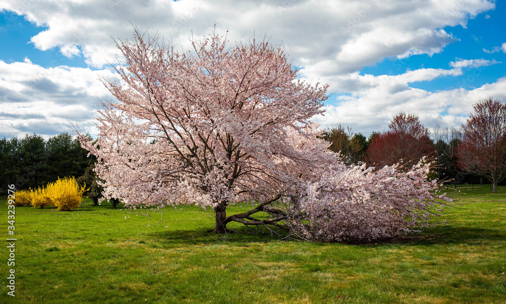 Beautiful tree flowers bloom at sunset in spring Beautiful tree flowers bloom at sunset in spring