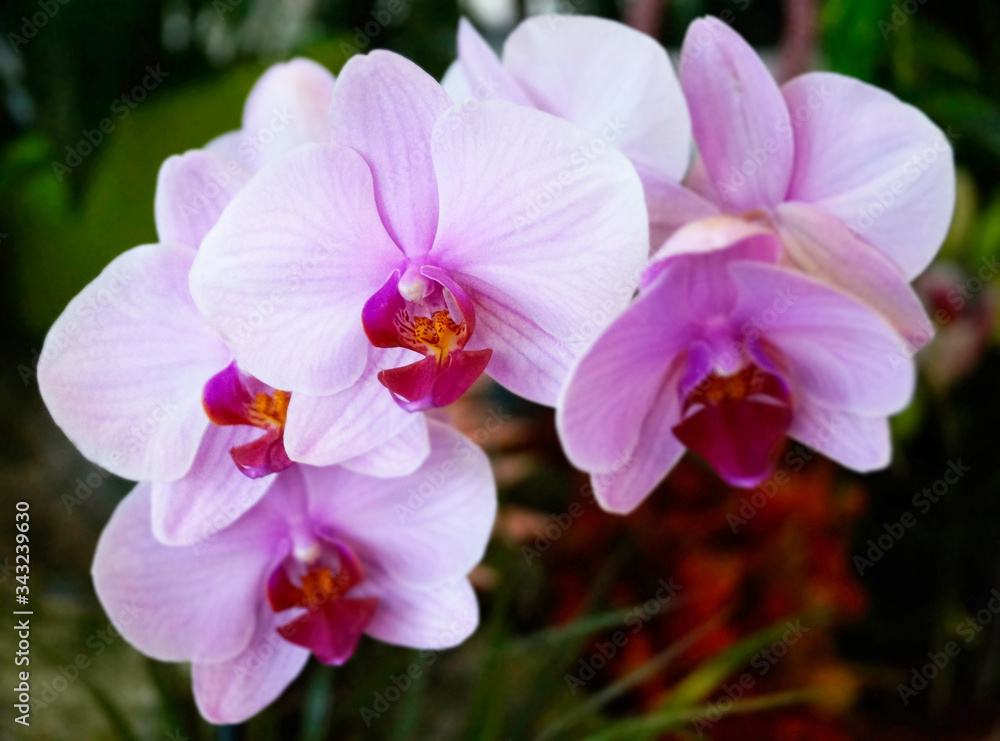 Close-up of light pink and fuchsia moths orchids Close-up of light pink and fuchsia moths orchids