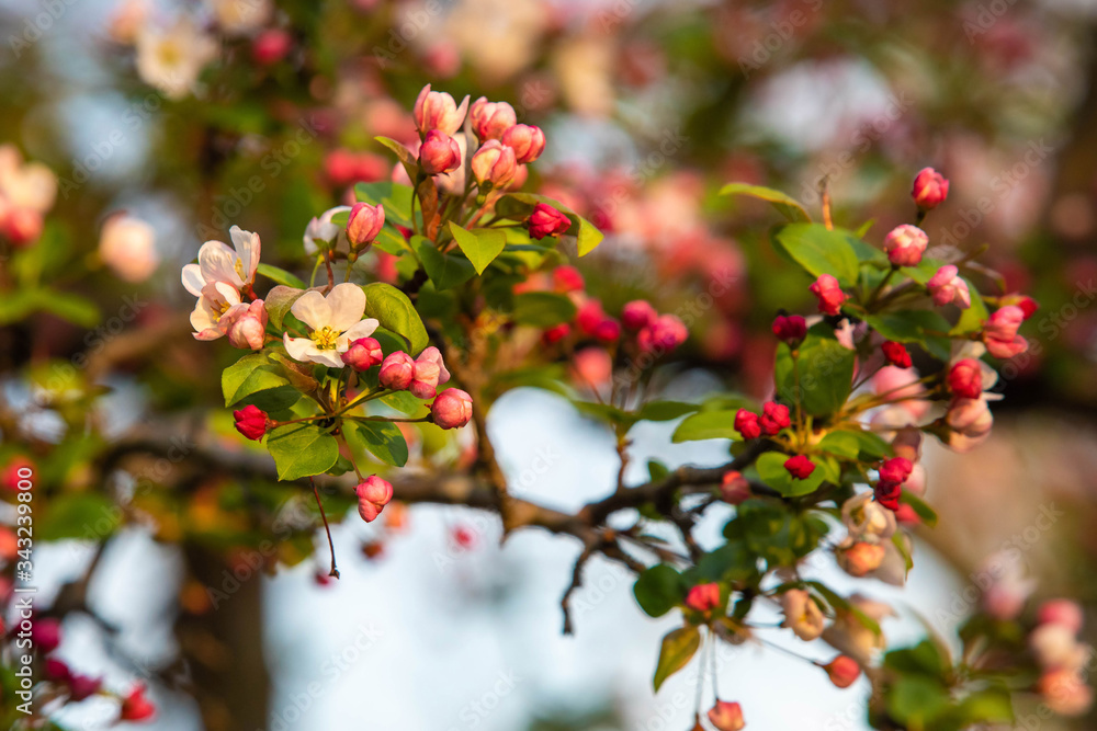 Beautiful tree flowers bloom at sunset in spring Beautiful tree flowers bloom at sunset in spring