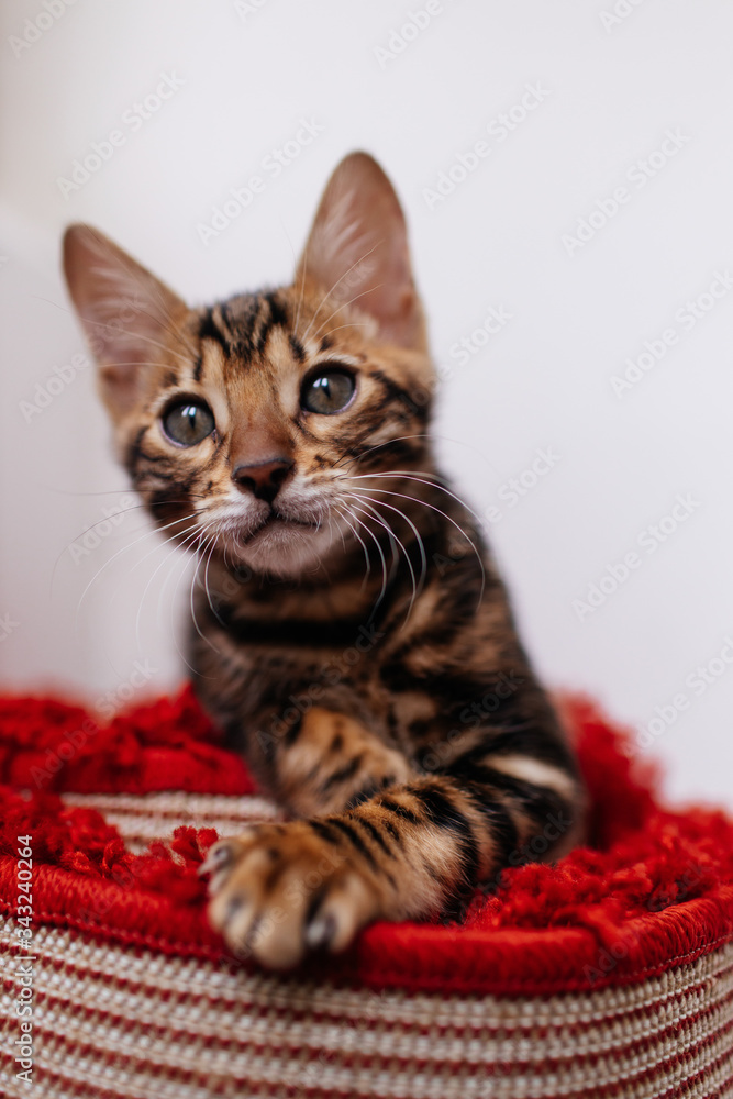 a Bengal kitten playing on the balcony a Bengal kitten playing on the balcony