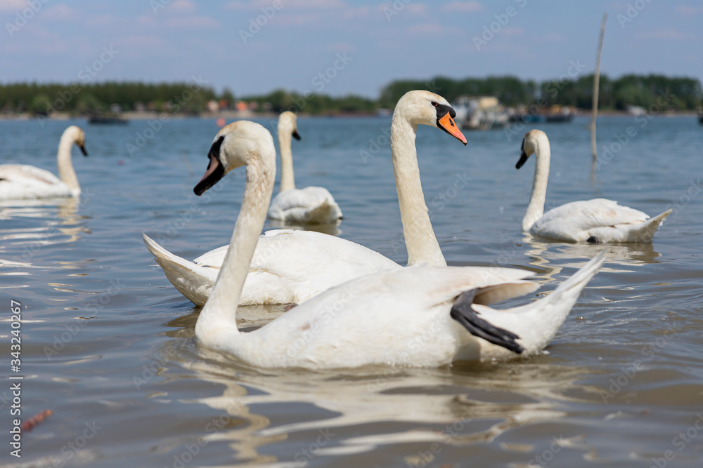 Elegant Swan on Danube river with flock of swans in background