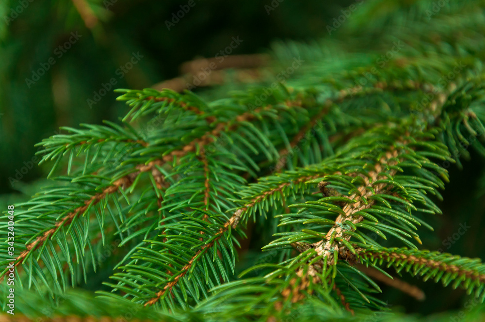 Green branches of the Christmas tree and coniferous trees are overgrown with densely young needles. Background Green branches of the Christmas tree and coniferous trees are overgrown with densely young needles. Background