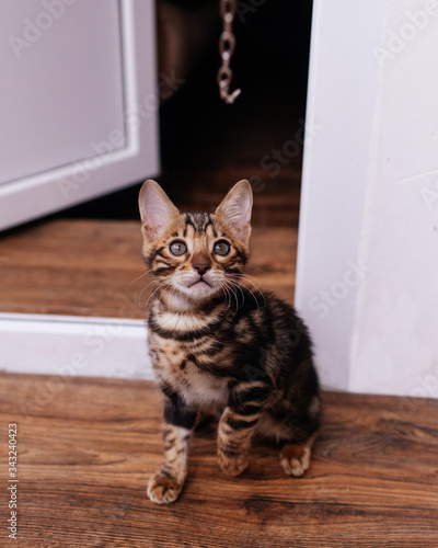 a Bengal kitten playing on the balcony