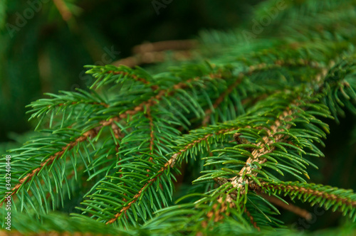 Green branches of the Christmas tree and coniferous trees are overgrown with densely young needles. Background