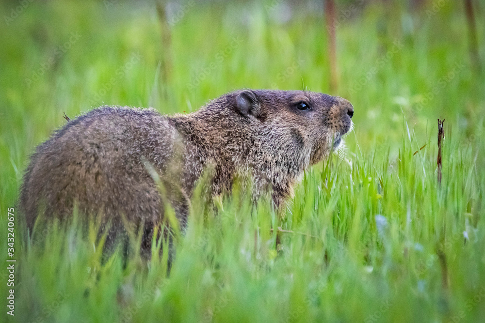 Curious wild groundhog on the field alone Curious wild groundhog on the field alone