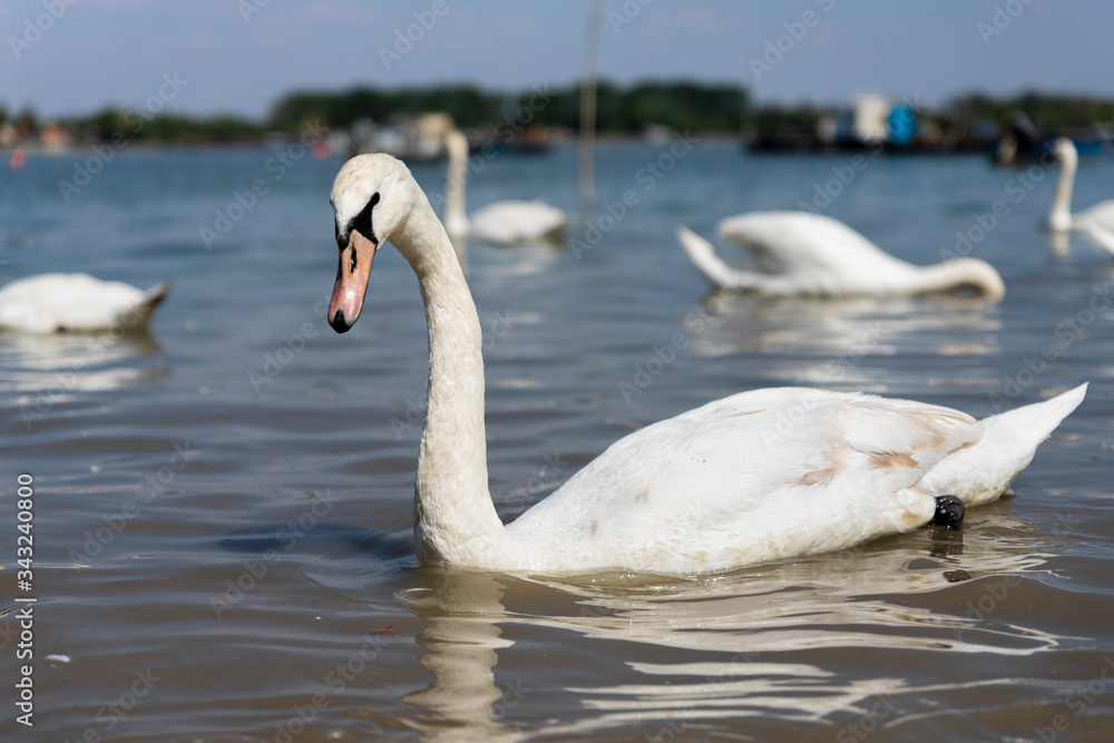 Fototapeta premium Elegant Swan on Danube river with flock of swans in background