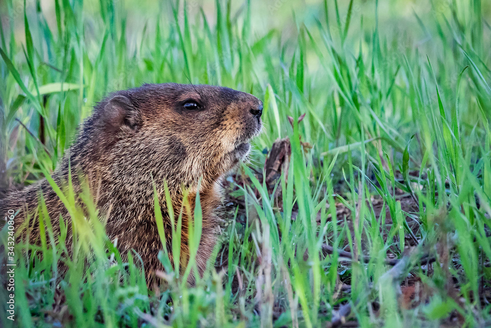 Curious wild groundhog on the field alone Curious wild groundhog on the field alone