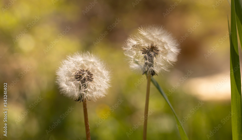 Spring, summer banner. Dandelion among fresh greenery on a sunny day.