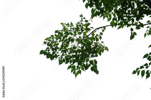 Tropical tree with leaves branches on white isolated background for green foliage backdrop and copy space 