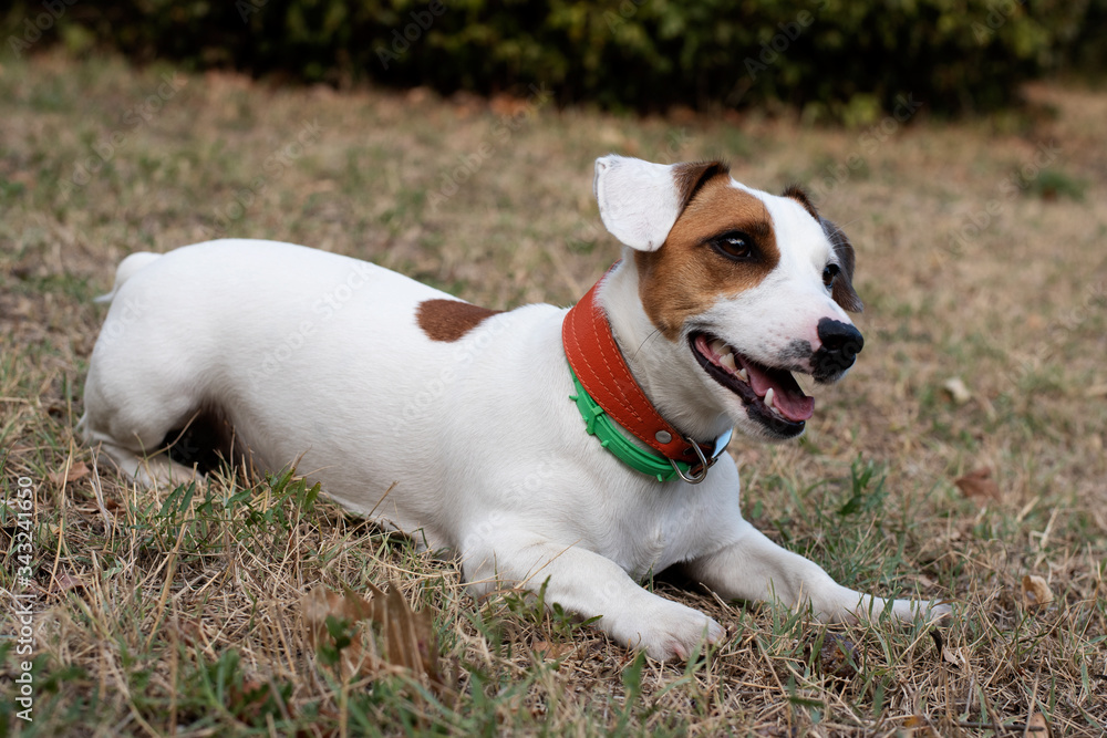 a young hunting dog of the Jack Russell Terrier breed is lying on a mown meadow in two collars.