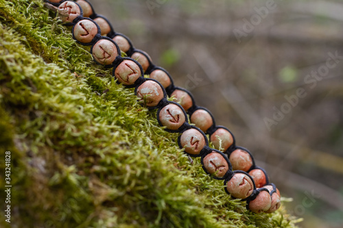 Mystical symbols, runic circle, Futhark lies on a tree with moss. Ancient characters and alphabet. Magic symbols or runes are used as a talisman.