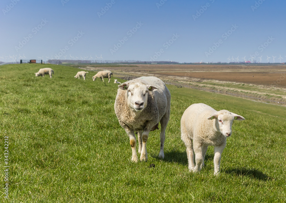 Mother sheep and little lamb on a dike in Groningen, Netherlands Mother sheep and little lamb on a dike in Groningen, Netherlands