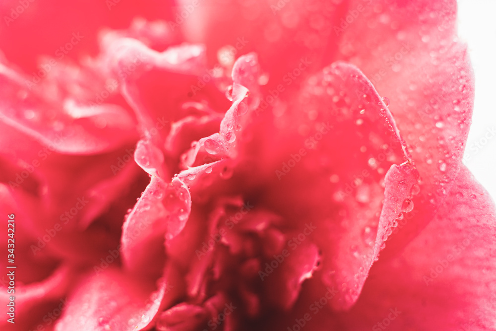 pink flower macro petals water droplets