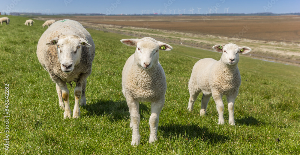 Obraz premium Panorama of mother sheep and little lambs in the Dollard region, Netherlands