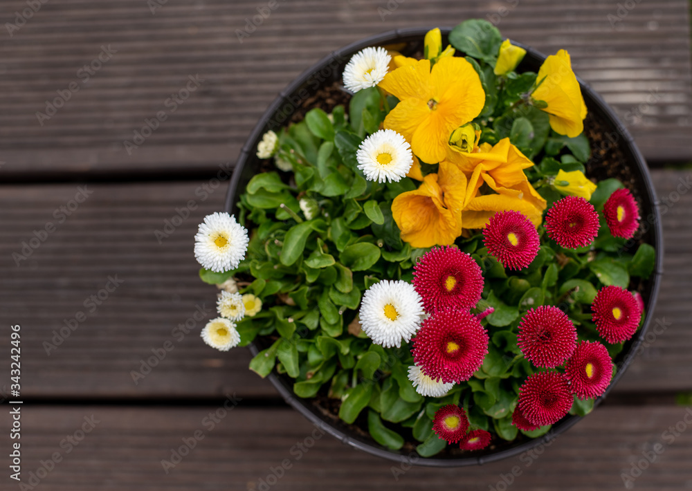 red daisies, white daisies, and yellow pansy