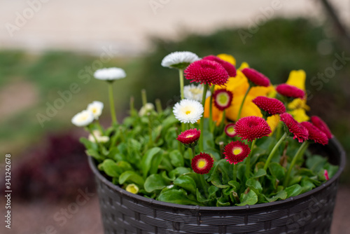 red daisies, white daisies, and yellow pansy