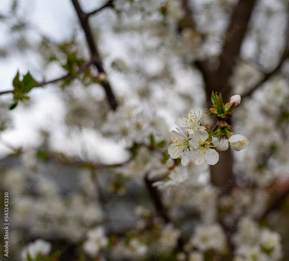 Obraz premium white cherry blossom