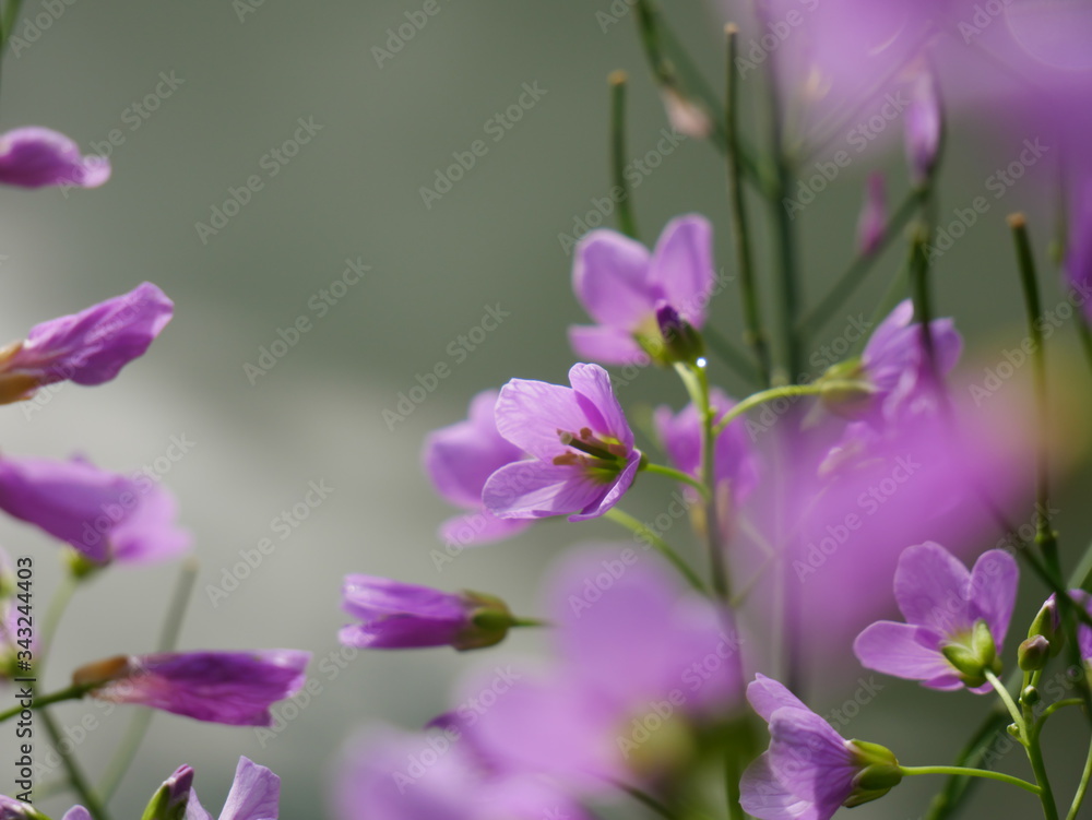 Violet flowers of the wild woods that grow in spring Violet flowers of the wild woods that grow in spring