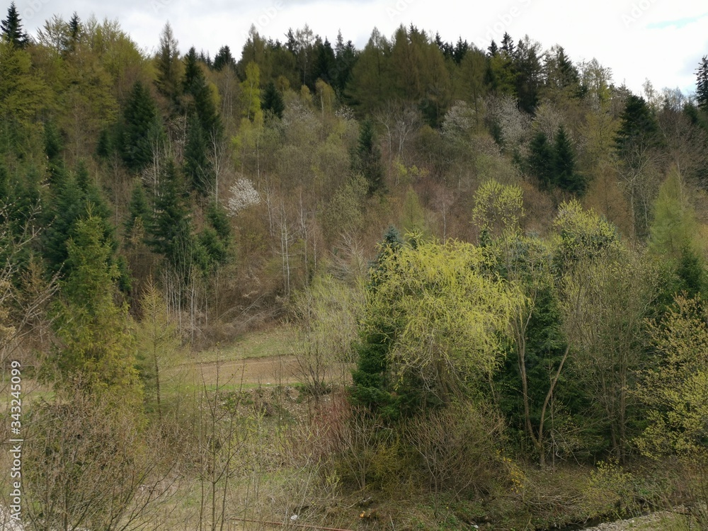 Obraz premium multicolored trees on the hill