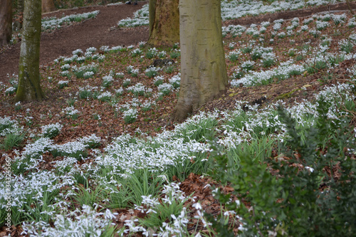Winter snowdrops (Galanthus) in an English forest