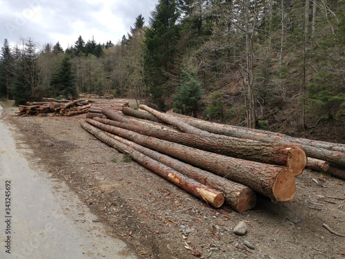 Trunks of trees cut in the forest, stacked on the ground
