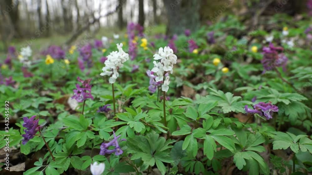 In spring the forest awakens, white and purple flowers bloom. In spring the forest awakens, white and purple flowers bloom.