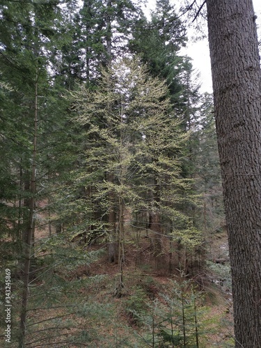 Beech with young leaves in a coniferous forest