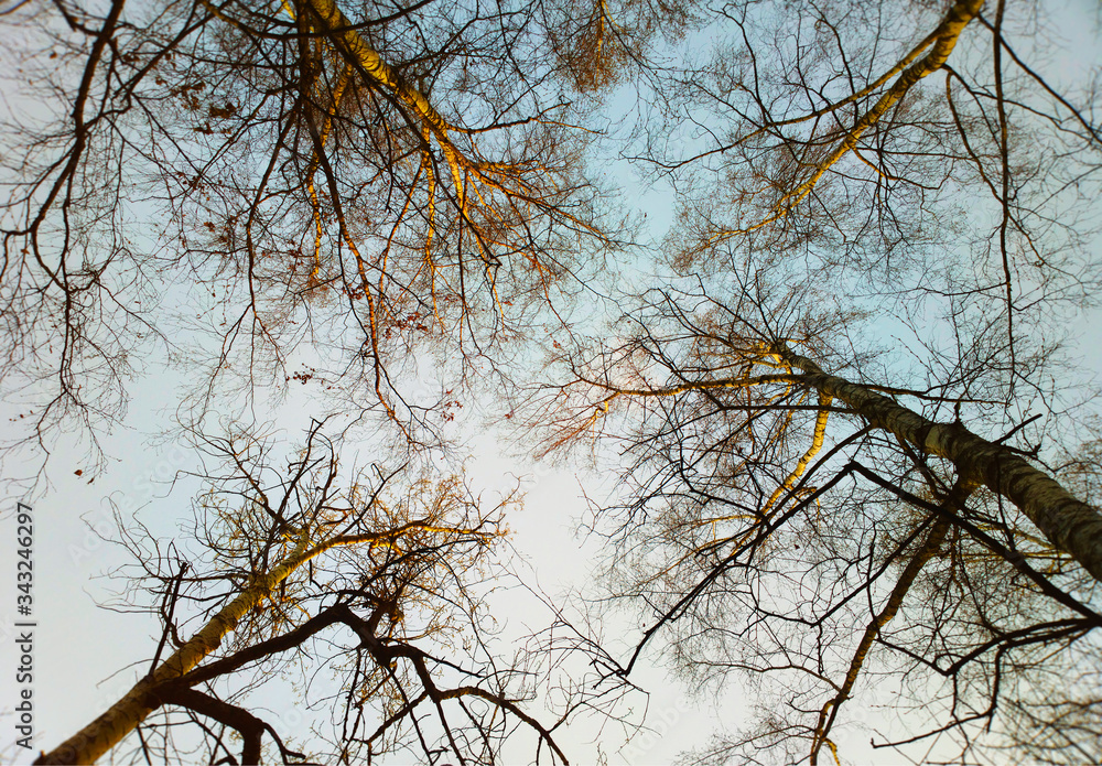Obraz premium Spring trees looking to the skies background