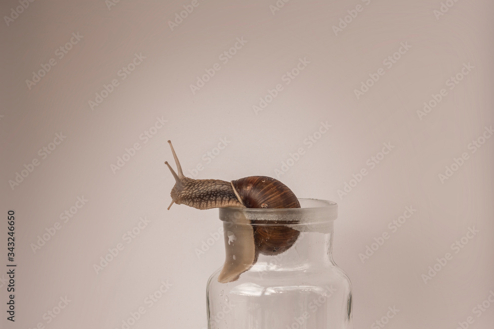 snail on glass bottle close up snail on glass bottle close up