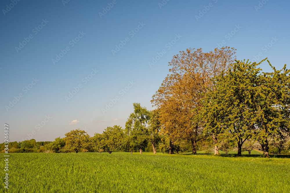 Fototapeta premium Obstbaumplantage vor blauem Himmel