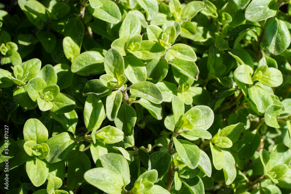 Fresh Oregano in the sun Fresh Oregano in the sun