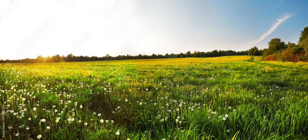 Fototapeta premium Yellow flowers hill at sunset time