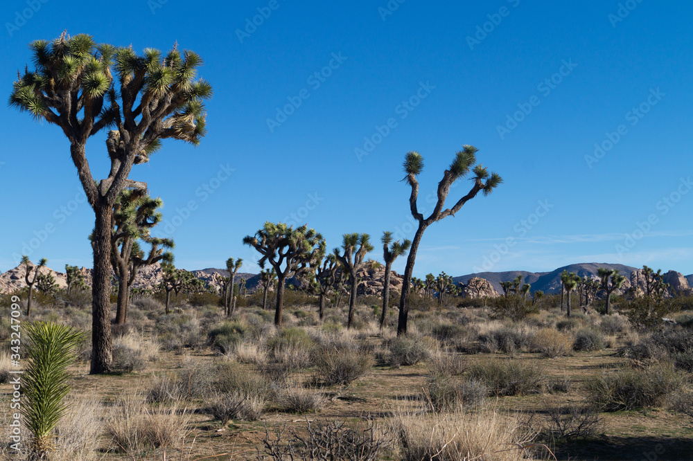 Fototapeta premium Joshua Trees in Winter