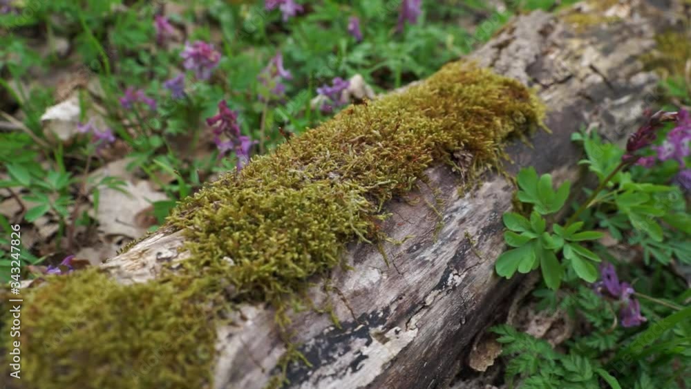 An old tree trunk lies on the ground and is covered with green moss in the forest among the flowers. An old tree trunk lies on the ground and is covered with green moss in the forest among the flowers.