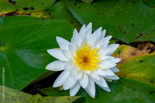 A bright white water lily with a yellow carpel center floating. The large cuplike flower is among large rich green lily pads that are rounded  variously notched  waxy-coated leaves on long stalks.
