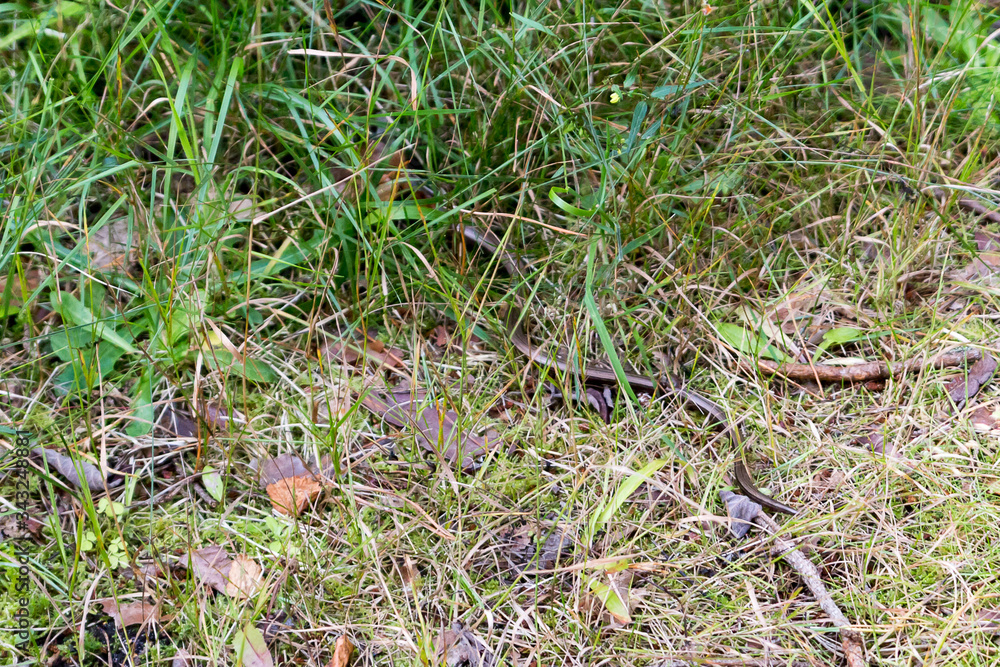 grass in the grass grass in the grass