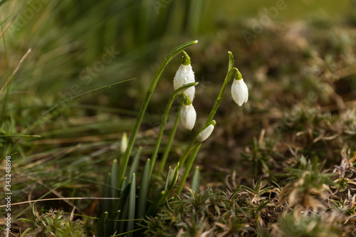 In the spring bloom white snowdrops flowers in the forest