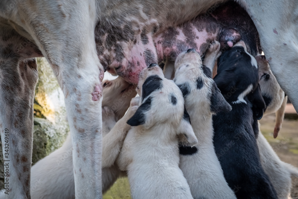 Obraz premium Dog with puppies. English Pointer and young dogs. Puppies suck mom's nipples, courtyard of a village house. The hunting family.