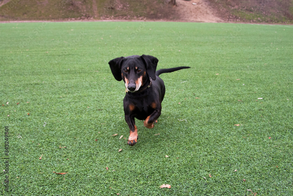 Happy black-brown dachshund running. Dachshund breed, sausage dog, Dachshund on a walk. Happy black-brown dachshund running. Dachshund breed, sausage dog, Dachshund on a walk.