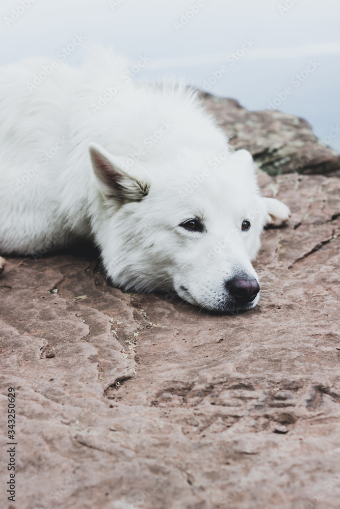 Fototapeta premium Withe dog in the mountains