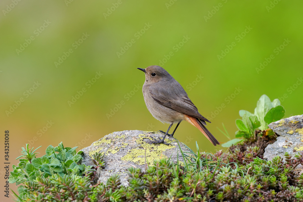 Small bird on a rockFemale Black redstart (Phoenicurus ochruros) on a rock.