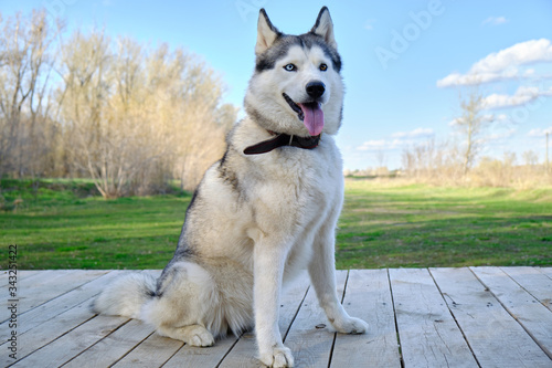 Husky dog sits on wooden platform against background of green grass in Park.