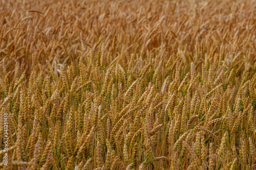 Golden wheat field with cloudy sky in background.