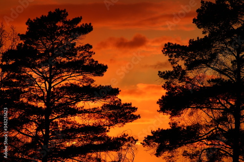 Colorful fiery sunset behind the crowns of trees 