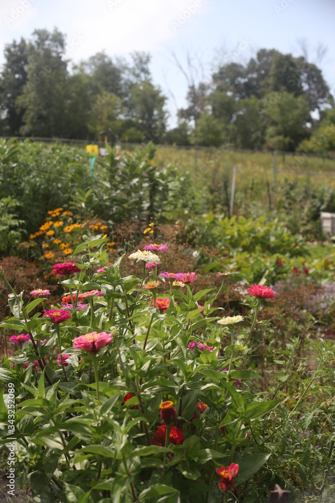 FLOWER GARDEN SEVERAL, OUTSIDE, ROW, FRESH, BLOOM FLOWER GARDEN SEVERAL, OUTSIDE, ROW, FRESH, BLOOM