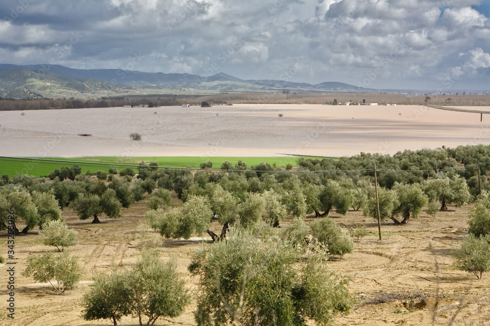 Cultivation of olive trees, flooded by heavy rains, disaster ecological change climate on the planet, Spain