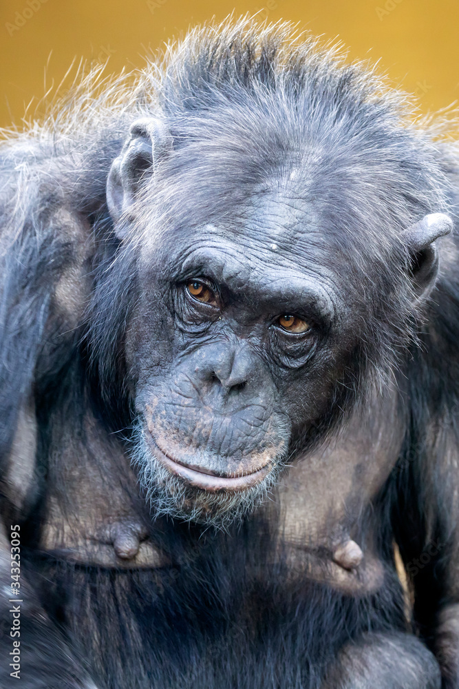 portrait of cute chimpanzee in natural habitat portrait of cute chimpanzee in natural habitat