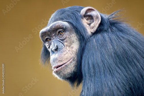 Tableau sur toile portrait of cute chimpanzee in natural habitat
